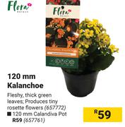 Flora 120mm Kalanchoe