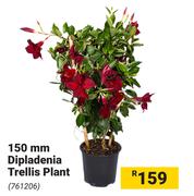 150mm Dipladenia Trellis Plant