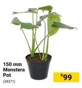 150mm Monstera Pot