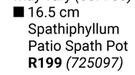 Flora 16.5cm Spathiphyllum Patio Spath Pot