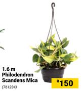 1.6m Philodendron Scandens Mica