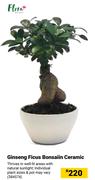 Flora Ginseng Ficus Bonasaiin Ceramic
