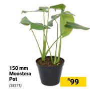 150mm Monstera Pot