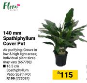 Flora 16.5cm Spathiphyllum Patio Spath Pot