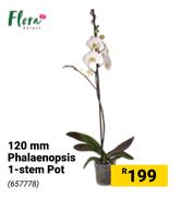Flora 120mm Phalaenopsis 1-Stem Pot