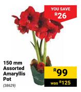 150mm Assorted Amaryllis Pot