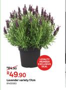 Lavender Variety 17cm