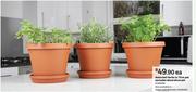 Assorted Herbs In 17cm Pot Excludes Decorative Pot-Each