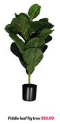 Fiddle Leaf Fig Tree