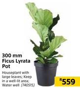 300mm Ficus Lyrata Pot