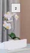 FS 2 Stalk Artificial Orchid In Pot White