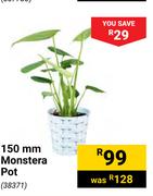 150mm Monstera Pot