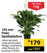 165mm Patio Spathiphyllum