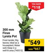 300mm Ficus Lyrata Pot