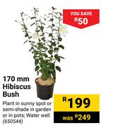 170mm Hibiscus Bush