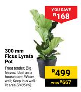300mm Ficus Lyrata Pot