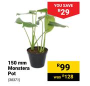 150mm Monstera Pot