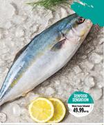 Whole Frozen Yellowtail-Per Kg