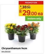 Chrysanthemum 14cm-Each