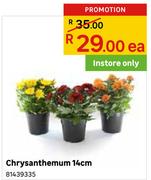 Chrysanthemum 14cm-Each