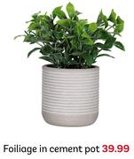 Foiliage In Cement Pot
