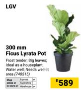 LGV 300mm Ficus Lyrata Pot