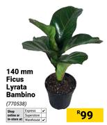 140mm Ficus Lyrata Bambino