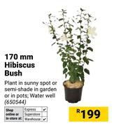 170mm Hibiscus Bush