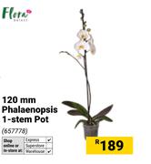 Flora 120mm Phalaenopsis 1 Stem Pot