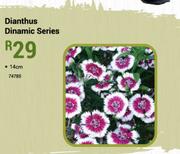 14cm Dianthus Dinamic Series