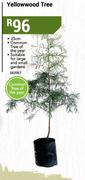 25cm Yellowwood Tree