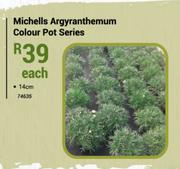 14cm Michells Argyranthemum Colour Pot Series-Each