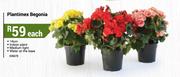 14cm Plantimex Begonia-Each