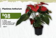 14cm Plantimex Anthurium