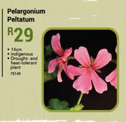 14cm Pelagonium Peltatum Indigenous