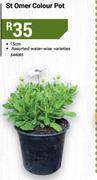 St Omer 15cm Water Wise Varieties Colour Pot