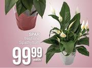 Spar Freshline Spathyllum-Each