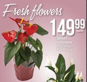 Spar Freshline Anthurium Pot Plant-Each