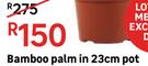 Bamboo Palm In 23cm Pot