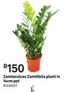 Zamioculcas Zamiifolia Plant In 14cm Pot