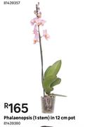 Phalaenopsis 1 Stem In 12cm Pot