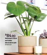 Monstera 15cm Excludes Decorative Pot
