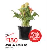 Arum Lilly In 14cm Pot