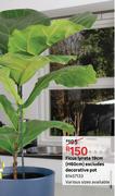 Ficus Lyrata 19cm (H60cm) Excludes Decorative Pot