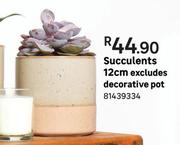 Succulents 12cm Excludes Decorative Pot