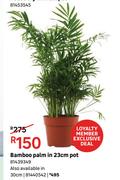 Bamboo Palm In 30cm Pot