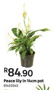 Peace Lilly In 14cm Pot