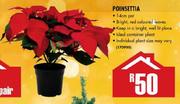 Poinsettia 14cm Pot