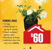 Iceberg Rose