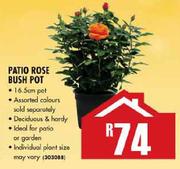 Patio Rose Bush Pot